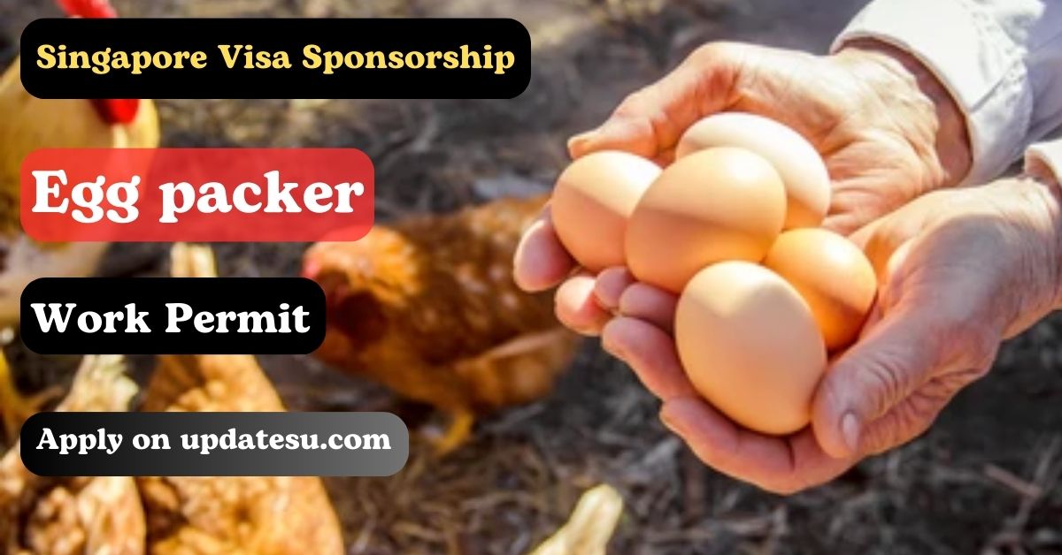 Egg Packer Jobs in Singapore (2024) - Visa Sponsorship Available! (Seng Choon Farm)