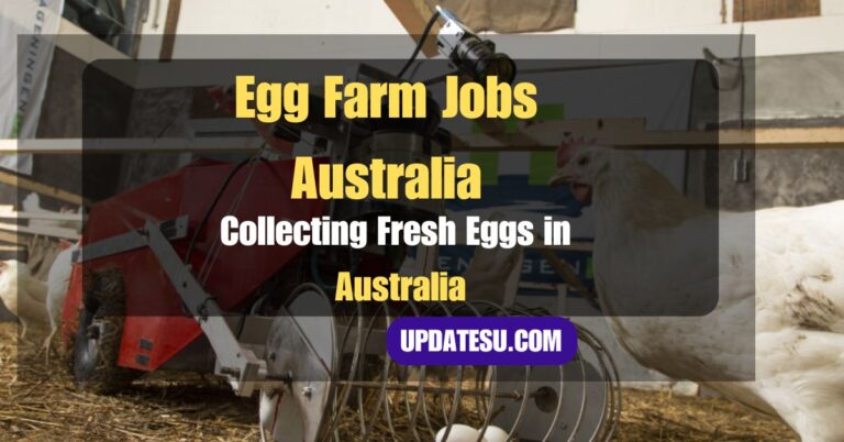 🇦🇺 Crack the Code: 2024 Guide to Farm Egg Collector Jobs in Australia (Hiring Now!)