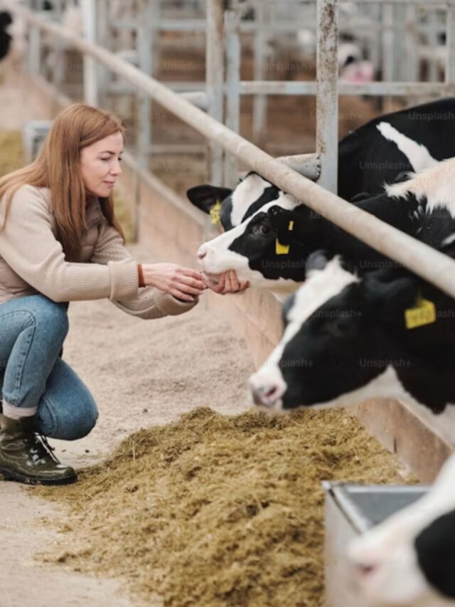 Alberta Calling! Dairy Farms Seeking Eager Workers in 2024 (Even with No Experience!)