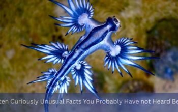 The ten Curiously Unusual Facts You Probably Have not Heard Before